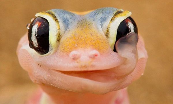 Gecko