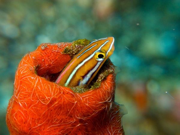 Blue Fangblenny