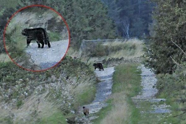 Big-Cat-Sighting-Holkham-Norfolk-458116862