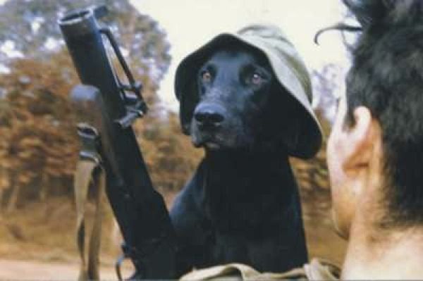 Vietnam War Dogs