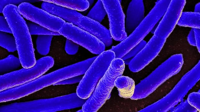 Colorized electron microscope image of E. coli, a common gut bacterium