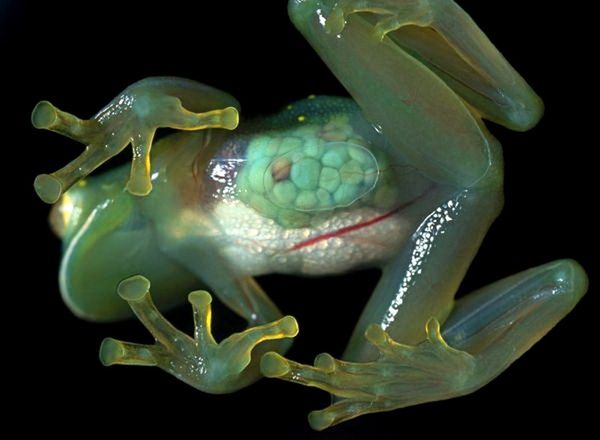 Glass Frog