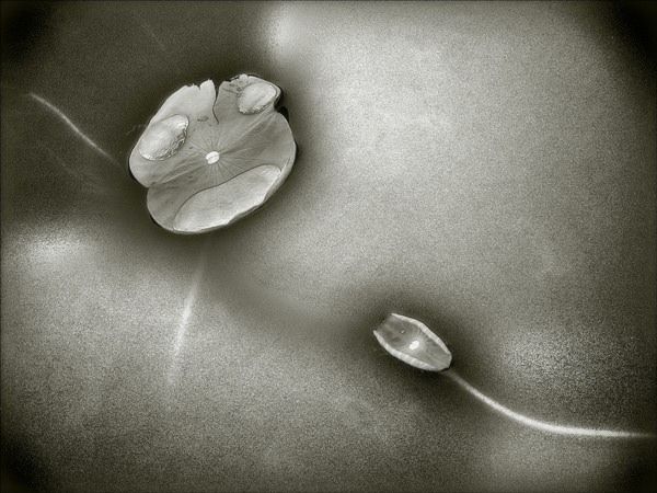 Conception