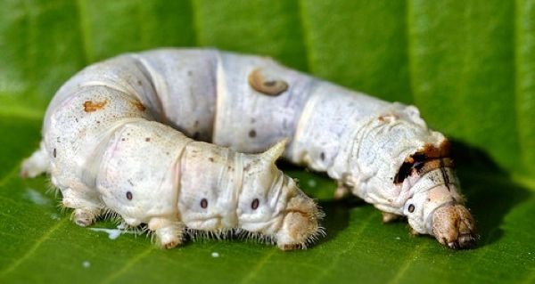 A Silkworm