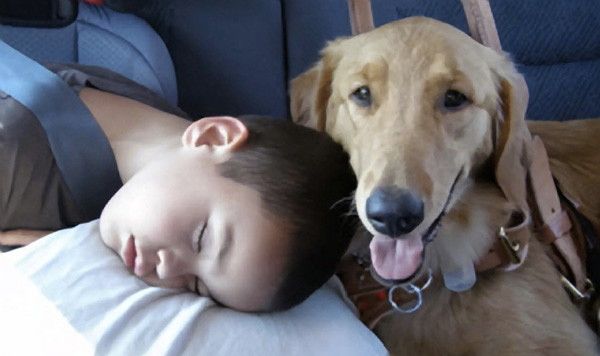 Seizure-Assistance-Dog2