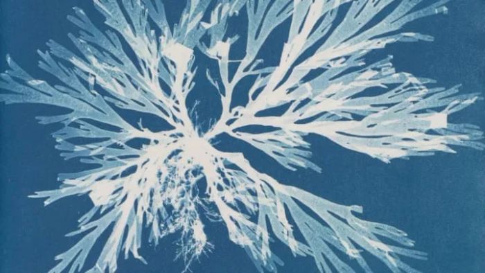 Anna Atkins (1799–1871), Dictyota dichotoma, in its early form & in fruit, from Part XI of Photographs of British Algae: Cyanotype Impressions, 1849-1850, cyanotype.