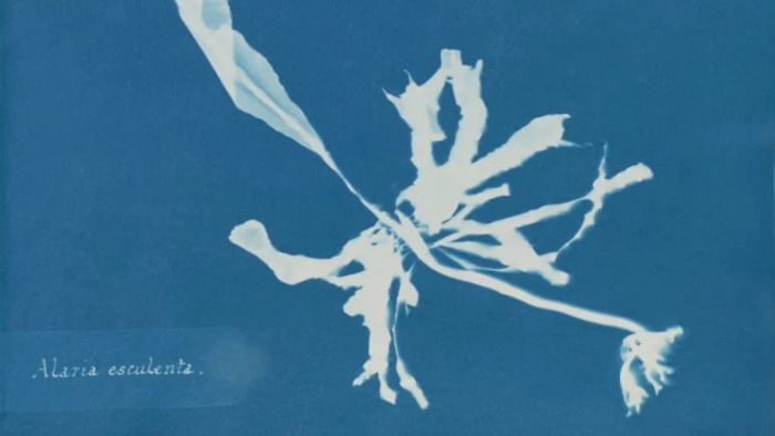 Anna Atkins (1799–1871), Alaria esculenta, from Part XII of Photographs of British Algae: Cyanotype Impressions, 1849-1850, cyanotype.