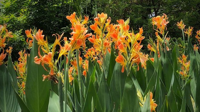 Orange Canna Lily thriving during the rainy season.