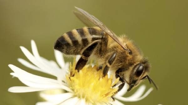 Bee Minds