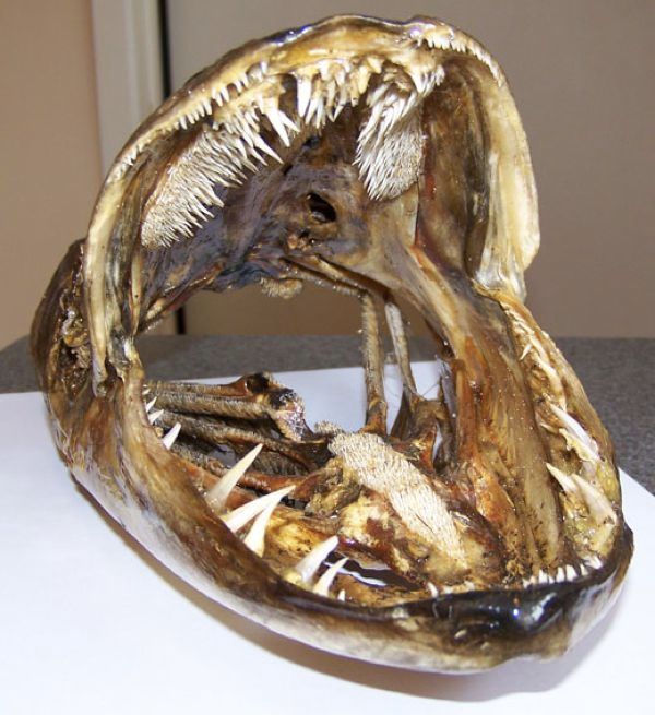 Muskellunge Biology-1