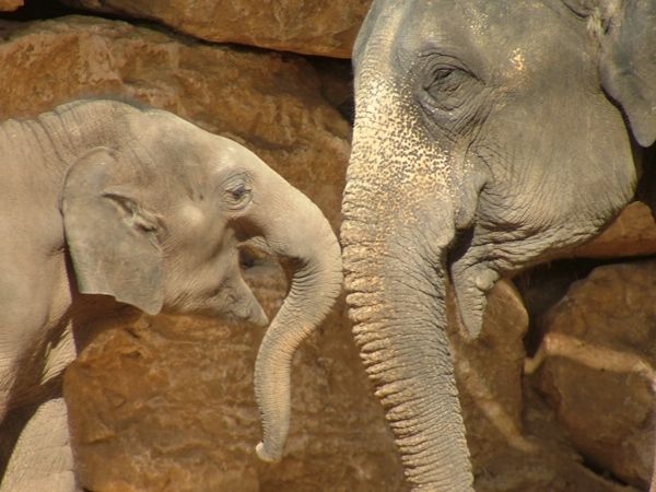 Asian Elephant with Calf