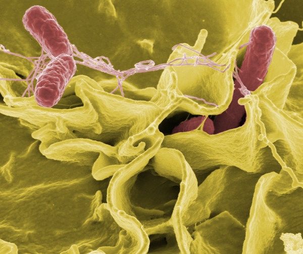 Cells Under a Microscope
