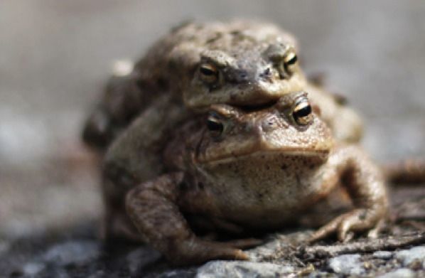 360 Toads 0401