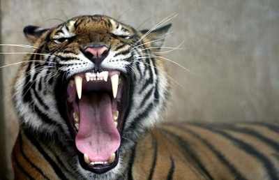 Tiger's Roar 1378402I