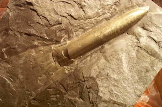 Belemnites Paxillosus
