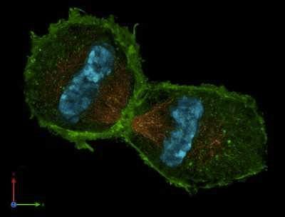 3D-Sim-4 Anaphase 3 Color