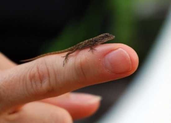 On three of the British Virgin Islands, you'll find the world's tiniest reptile, the Virgin Islands dwarf gecko. This minuscule creature measures a mere 18 mm in length and weighs only up to 0.15 grams. These geckos make their home on rocky mountainsides, where they take refuge under stones to stay cool in the shade. However, due to their diminutive size, they're extremely difficult to spot, and no one knows exactly how many there are. Their population could either be thriving or dangerously close to vanishing. These tiny geckos are brown with a distinct pale stripe behind each eye. Their feet are equipped with a special gripping surface that enables them to climb vertically when necessary. Female geckos are slightly larger than males, and they breed during the wettest periods of the year. Due to their small stature, they lose water twice as quickly as their larger relatives, which is believed to be the reason they seek shelter in damp, shaded areas and reproduce only when water is abundant.