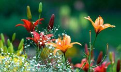 Stunning spring flowers flourishing outdoors.