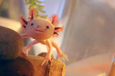 Axolotl-3-Best
