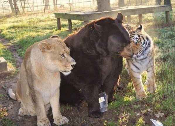 Lion-Bear-Tiger-610X441