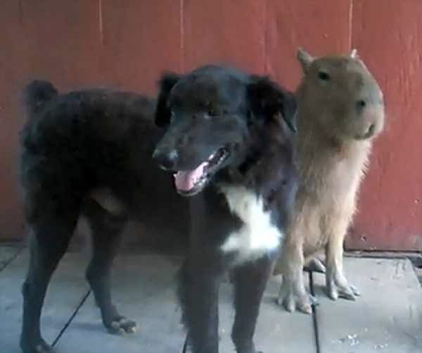 Pacho-And-Charlie