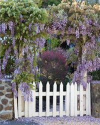 Clusters of purple wisteria flowers gracefully hang over a white picket fence and stone wall.