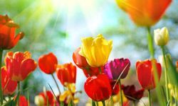 Red, yellow, and purple tulips stand tall, reaching for the sun’s warmth.