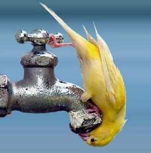 Bird-Drinking