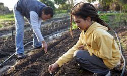 Two farmers planting seeds in neat rows on freshly tilled soil.
