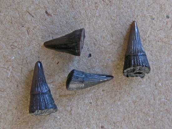 04027 Teeth 2767534179 975C22Eeef