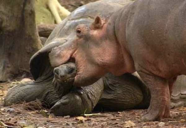 Hippotortoise3