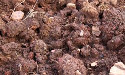 A close-up view of loam-based soil.