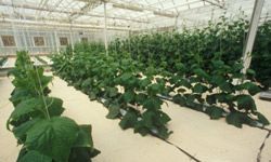 Inside a commercial hydroponic growing facility.