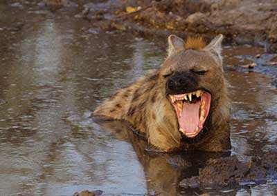 Hyena