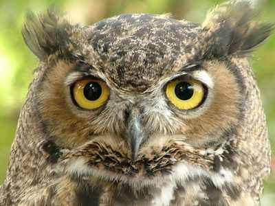 Great-Horned-Owl4