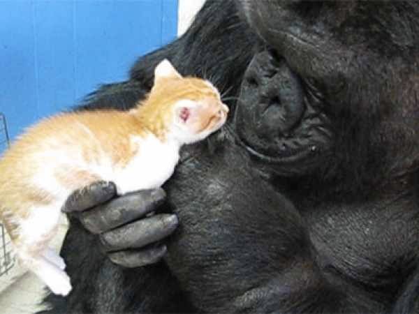 Koko and Her Kitty Companion