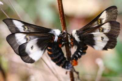 Buck-Moths-Getting-Buck-Wild