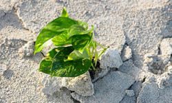 A vibrant plant thriving in sandy soil.