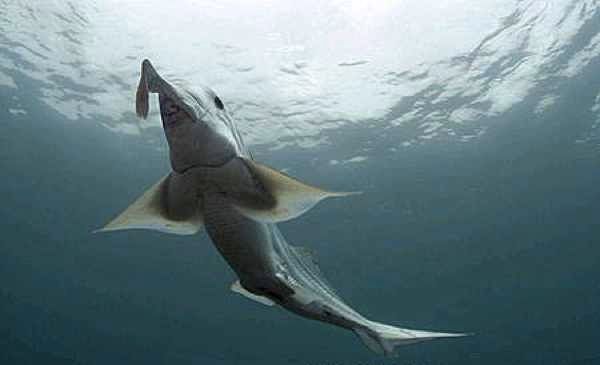 Ghostshark5