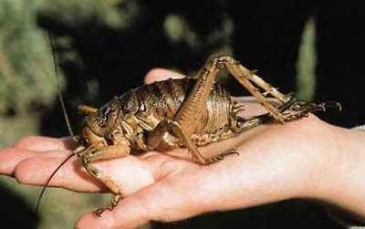 World’s Heaviest Bug: Weta1