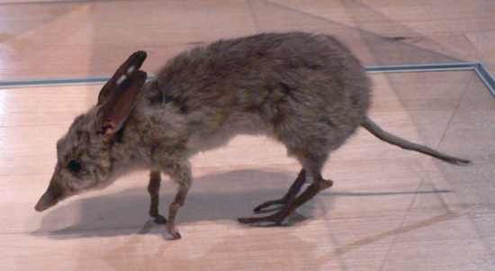Pig-Footed Bandicoot Pengo