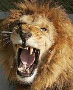 Lion's Roar