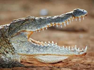 Crocodile-Facts-For-Kids1