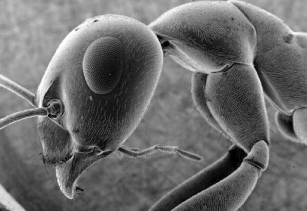 Thebigpicture Ant