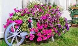 A lush cascade of pink petunias blooming prolifically across an outdoor trellis.
