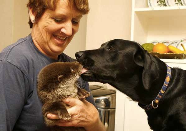 Otter-Dog 1718673I