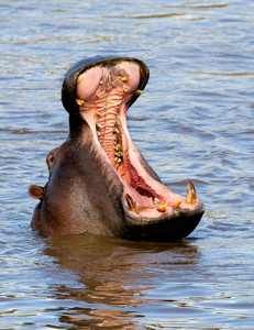 Hippo-Mouth-4Ft-Child-Strange-Weird-Facts