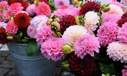 Buckets overflowing with pink, red, and white dahlias, creating a stunning display of color.
