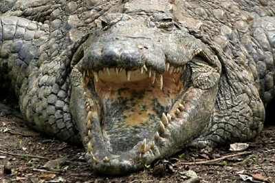 Nile-Crocodile Cc-0299