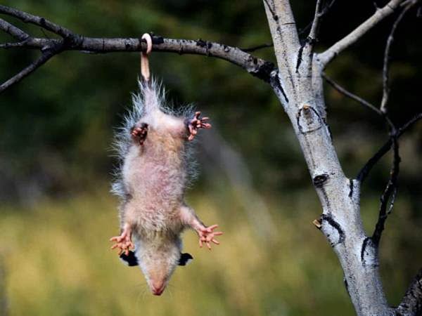 Possum3